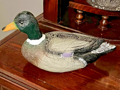 Mallard quacking duck - mallard,